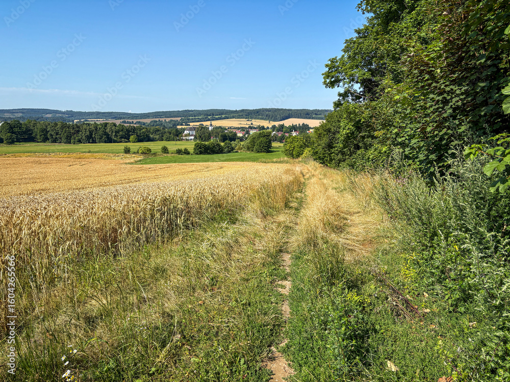 Fototapeta premium Pathway Through Golden Wheat Fields