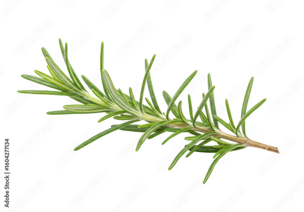 Fototapeta premium A fresh sprig of rosemary is isolated on a transparent background showcasing its