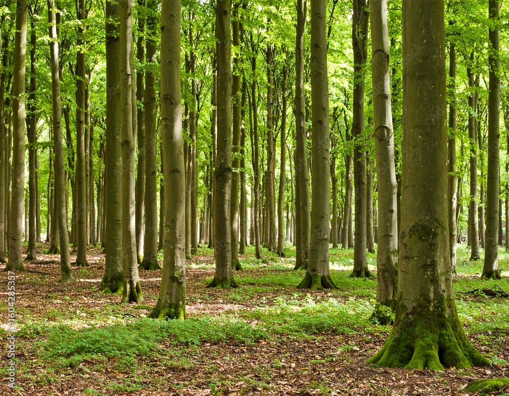 Obraz premium Sunlight filters through a dense beech forest