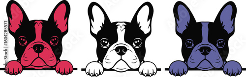 Three boston terrier puppy heads with paws peering over a black line in a black and white vector image