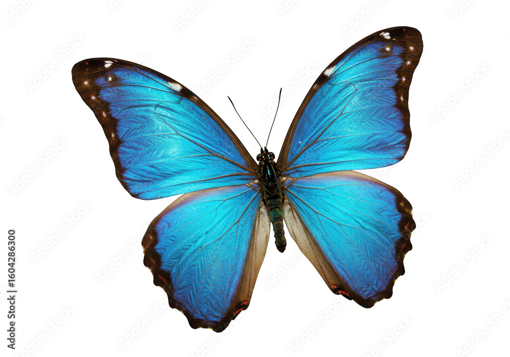 Obraz premium A vibrant blue morpho butterfly with intricate wing patterns is isolated on a