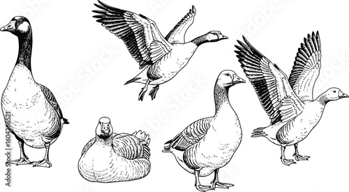 Illustration of geese in various poses including standing flying and sitting in black and white style