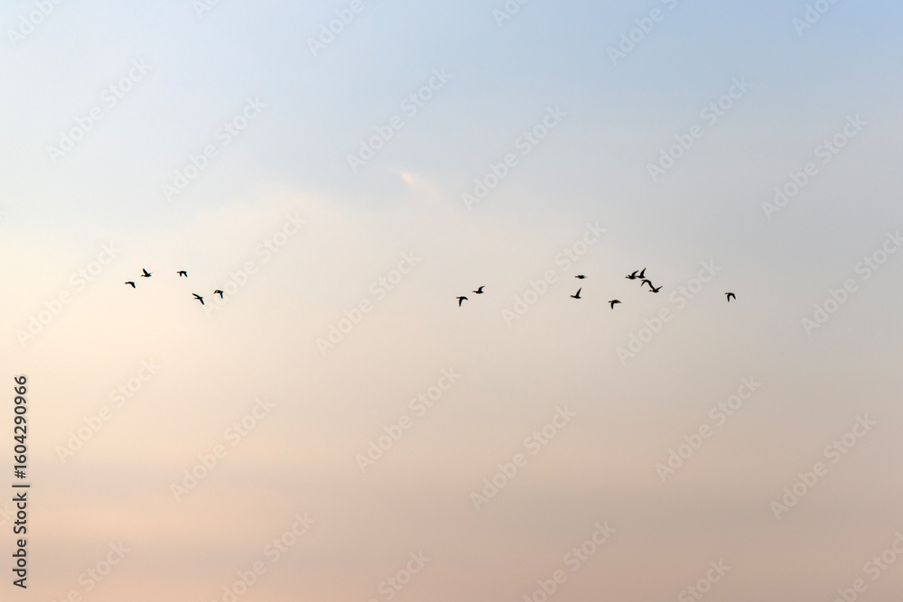Obraz premium migration birds flying in dusk