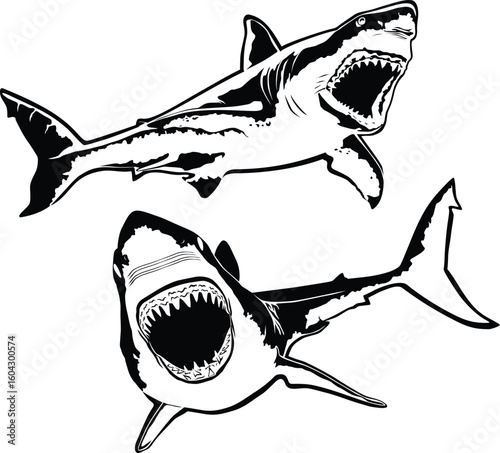 Two aggressive great white sharks.