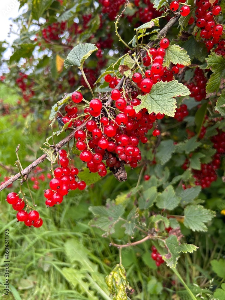 Obraz premium red currant on a branch 