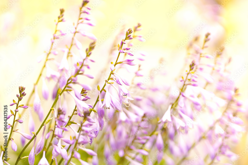 Blossoms sway gently in the soft light of a serene garden during early morning hours Blossoms sway gently in the soft light of a serene garden during early morning hours