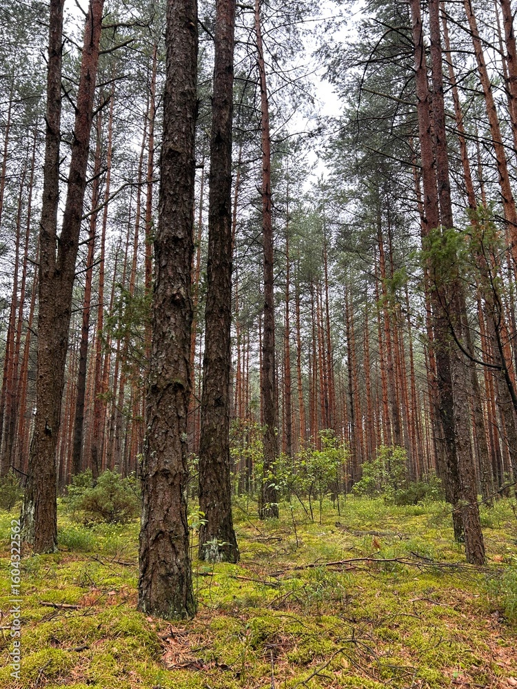 Fototapeta premium forest view 