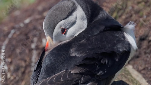Closeup of a puffin resting, slow-motion