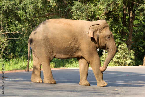Photography Wild Asian elephant (Elephas maximus) on road in sri lanka