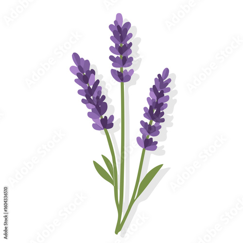My Simple flat 2D icon of a purple lavender branch isolated on a white background, vector design, ideal for animation, vector, web design, digital illustrations, and minimalism. EPS format, vector