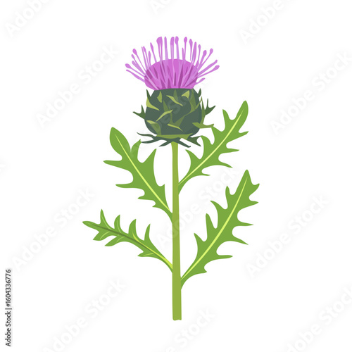 My Simple flat 2D icon of purple milk thistle isolated on a white background, vector design, ideal for animation, vector, web design, digital illustrations, and minimalism. EPS format, vector