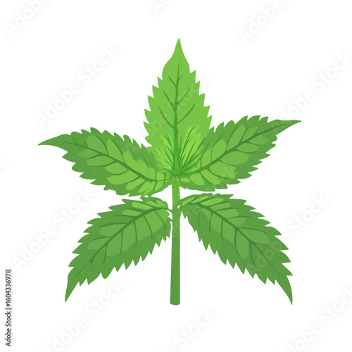 My Simple flat 2D icon of green nettle leaves isolated on a white background, vector design, ideal for animation, vector, web design, digital illustrations, and minimalism. EPS format, vector