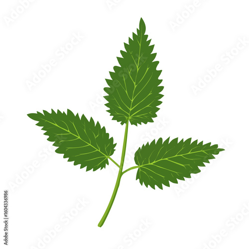 My Simple flat 2D icon of green nettle leaves isolated on a white background, vector design, ideal for animation, vector, web design, digital illustrations, and minimalism. EPS format, vector