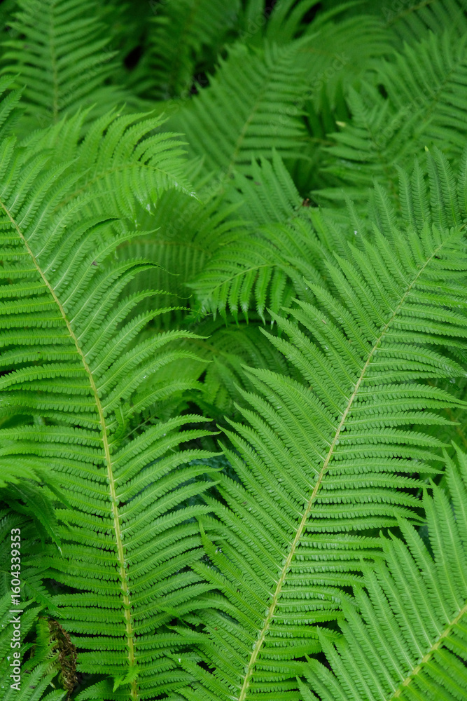 Fototapeta premium Beautiful background made with young green fern leaves
