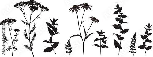 Minimal Vector Herbs & Medicinal Plants