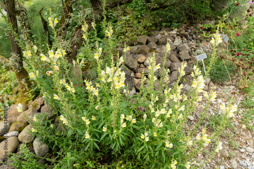 Fototapeta premium Large speedwell or Veronica Austriaca plant in Zurich in Switzerland 16.6.25