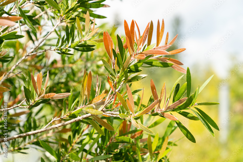 Obraz premium Scarlet bottlebrush or Melaleuca Rugulosa plant in Zurich in Switzerland 16.6.25