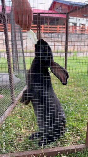 feeding rabbits with iceberg lettuce through a metal cage on green grass, black and white domestic rabbits in enclosure, closeup interaction in backyard homestead. concept small farming, pet care