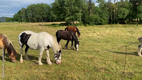 horses grazing in a sunny field at golden hour near mountain range with soft light and green trees, rural polish countryside landscape with relaxed animals and warm summer evening