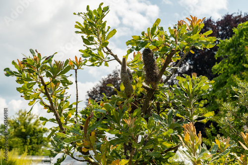 Saw banksia or Banksia Serrata plant in Zurich in Switzerland 16.6.25