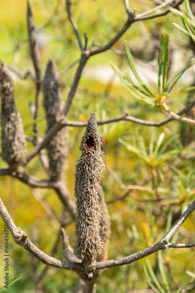 Fototapeta premium Hill banksia or Banksia Collina plant in Zurich in Switzerland 16.6.25