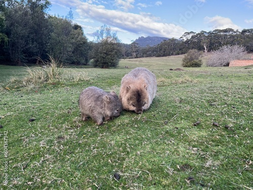 a wombat in Maria Island Tasmania Australia