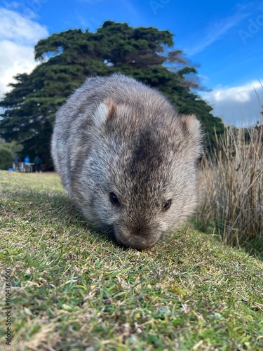 a wombat in Maria Island Tasmania Australia