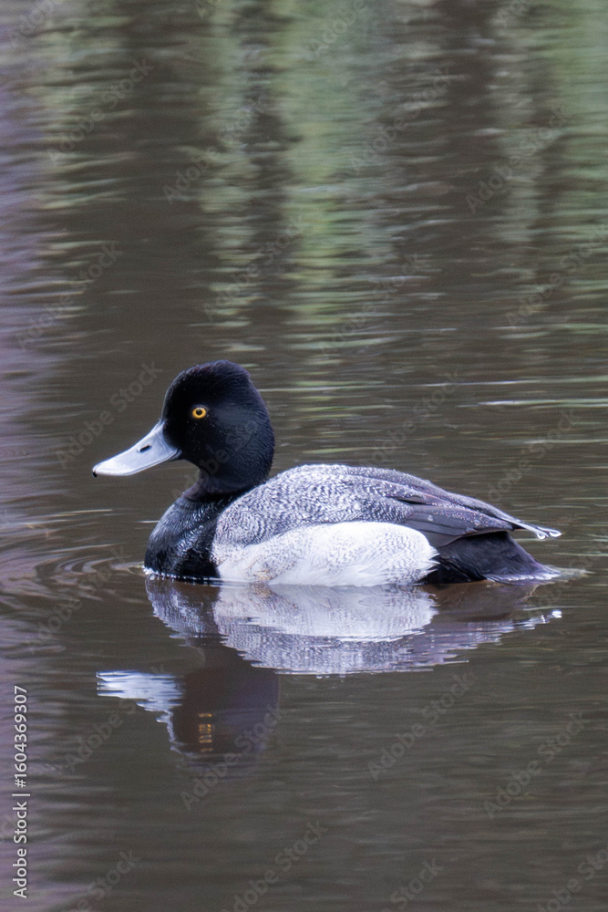 Male adult lesser scaup (Aythya affinis). Male adult lesser scaup (Aythya affinis).