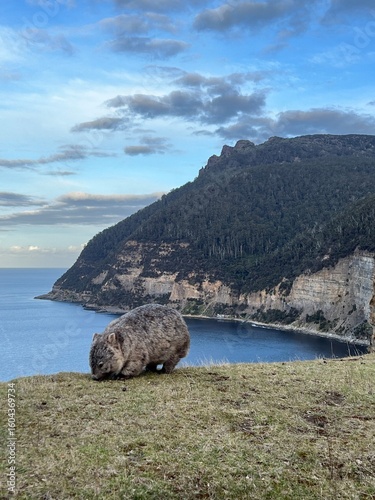 a wombat in Maria Island Tasmania Australia