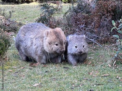 a wombat in Maria Island Tasmania Australia