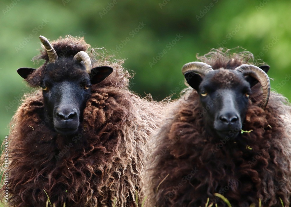 Fototapeta premium Pair of Black Sheep Grazing Outdoors in a Lush Green Landscape