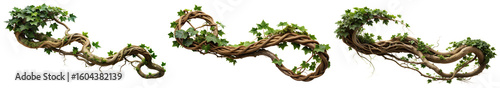Set of twisted roots from ivy or grape vine (Cissus spp.),  jungle vine and hanging root plant foliage, isolated on a white background with a clipping path.
