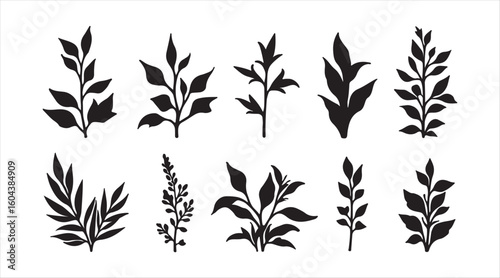 Medicinal and healing herbs, a collection of botanical vector silhouettes
