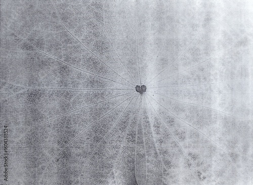 Black and white a dried leaf skeleton showing delicate, translucent veins. The organic lines radiate symmetrically from a small heart-shaped center. 