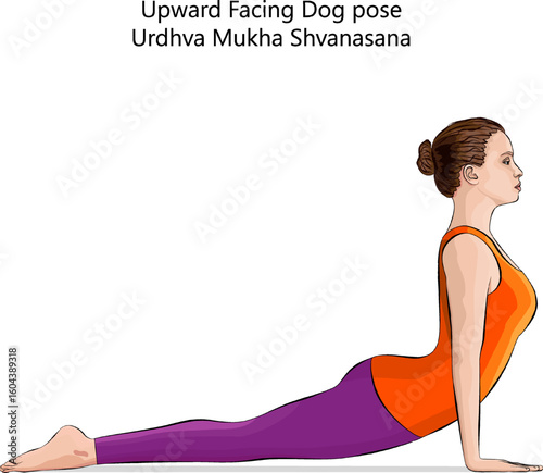 Young woman practicing Urdhva Mukha Shvanasana yoga pose. Upward Facing Dog yoga pose. Isolated vector illustration.