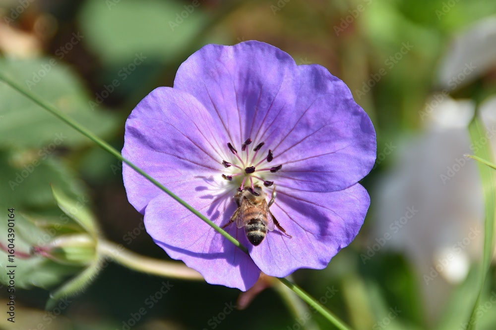Fototapeta premium A wasp is on a lilac flower outdoor in sunny summer day.