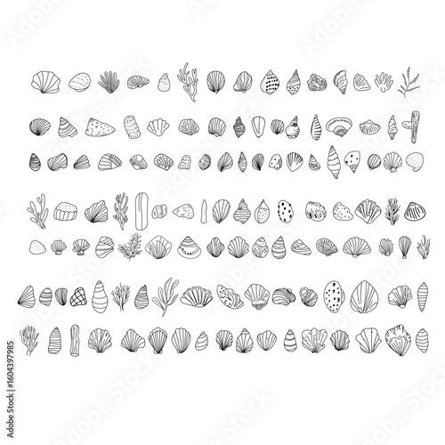 Vector collection of outline sea shells, driftwood and plants drawn in minimal line art style.
