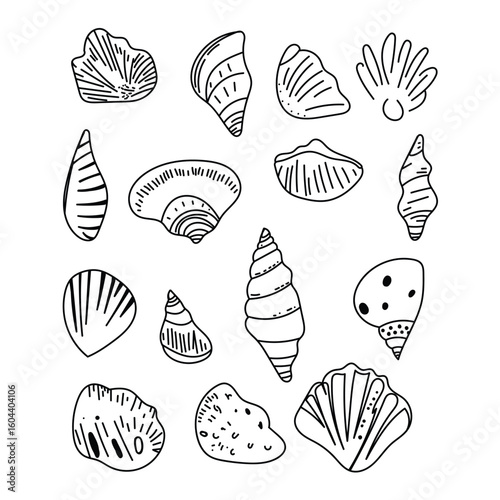 Collection of decorative marine shells for beach-themed design.