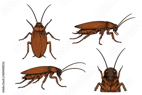 Realistic Cockroach Vector Set for Pest Control, Hygiene, Exterminator, and Educational Design Projects – Detailed Insect Illustrations, Multiple Angles, Isolated on Transparent Background