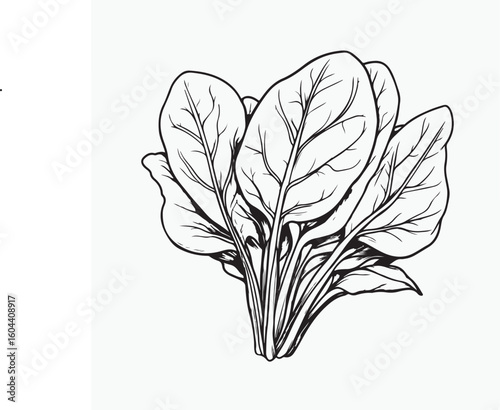 vector illustration of a spinach