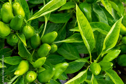 Agriculture, green hot pepper seedling
