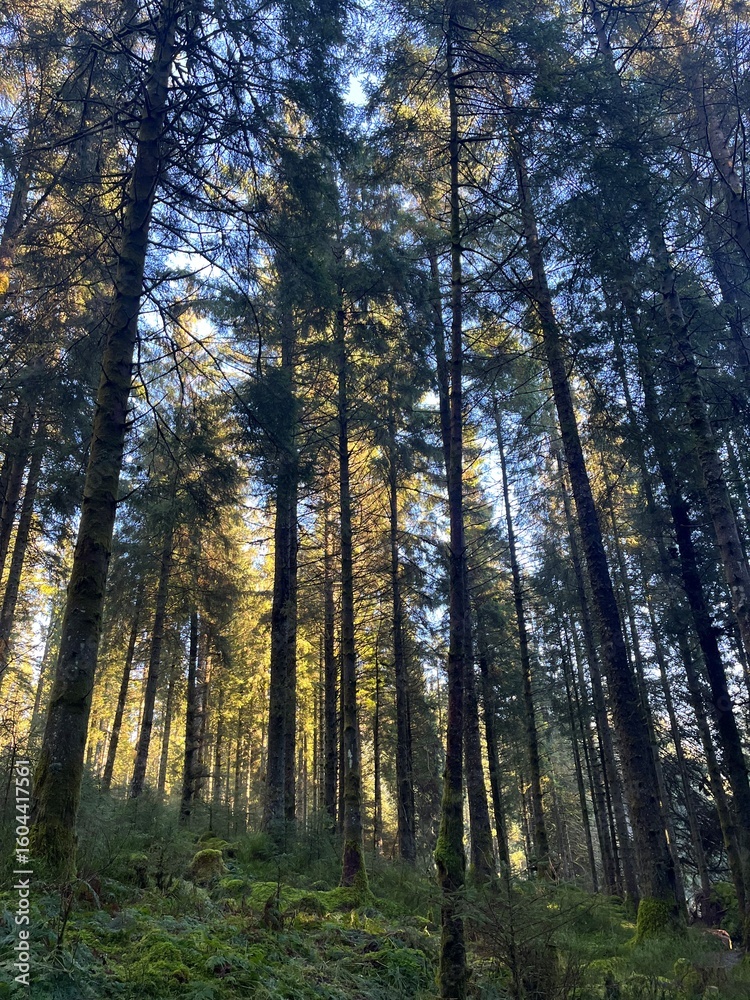 Fototapeta premium forest in autumn