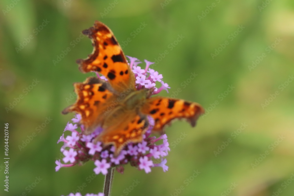 Obraz premium butterfly on flower