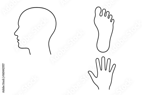 Human body parts line art set. Minimalist icons of head profile, hand, and foot. For medical, anatomy, biology, or educational diagrams. Vector symbols collection.