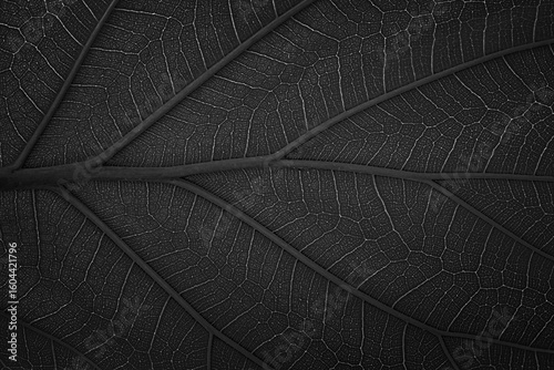 black leaf texture, macro s...