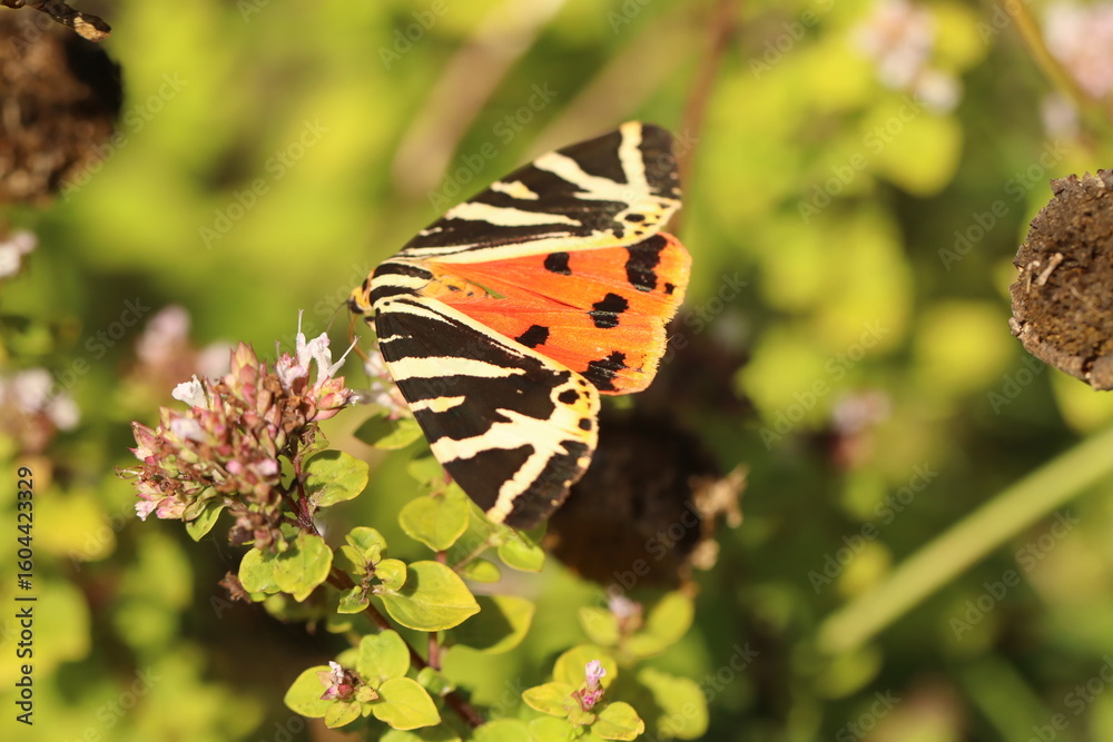 Obraz premium butterfly on flower