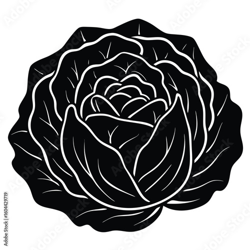 Nutritionist element isolated cabbage on white background