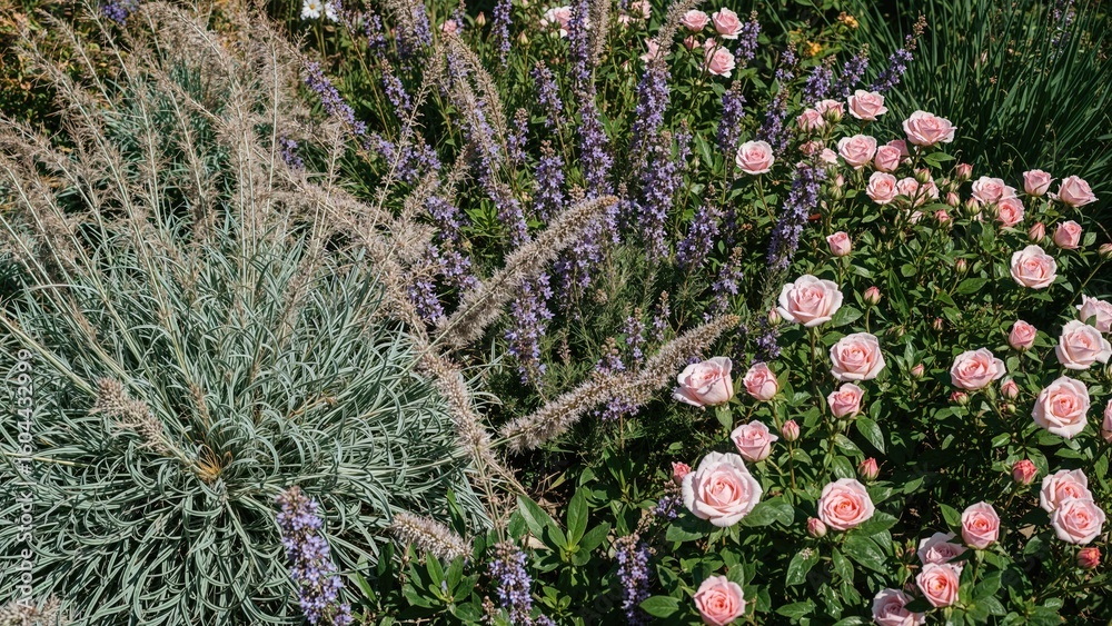 Obraz premium A vibrant summer garden with pink roses, wild sage, woodland sage, and assorted perennial plants