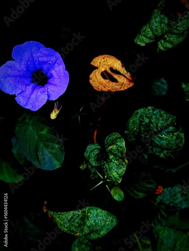 Purple blue flower