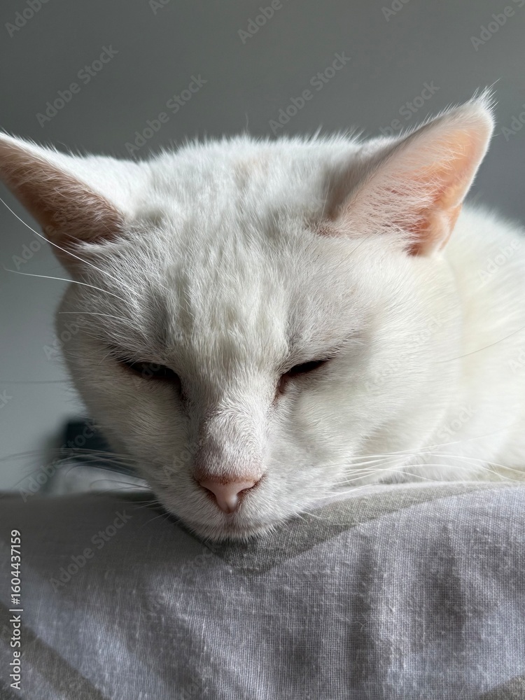 Naklejka premium cat lying on the floor